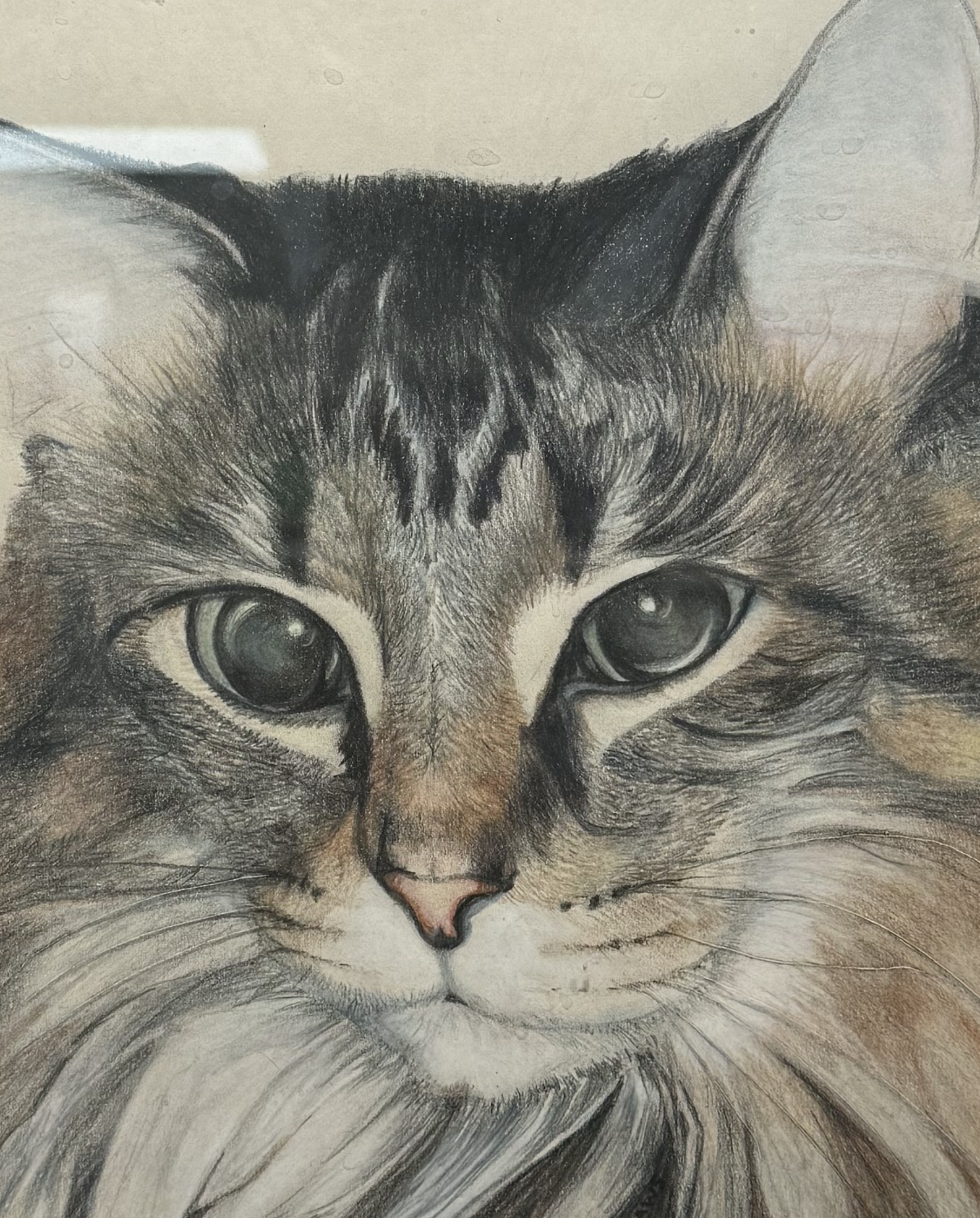 Kit Kat, Colored pencil on paper