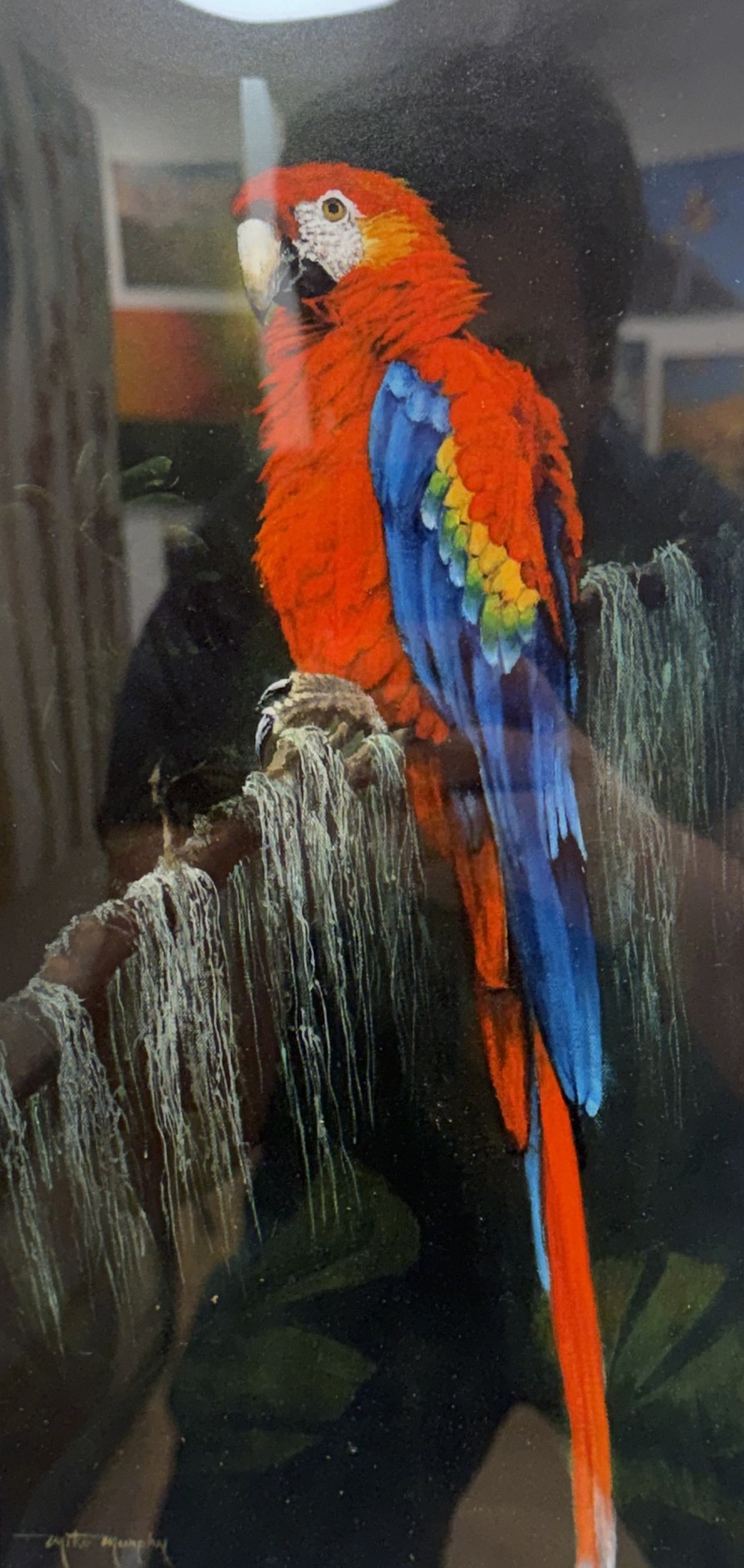 Red Macaw Print, Print