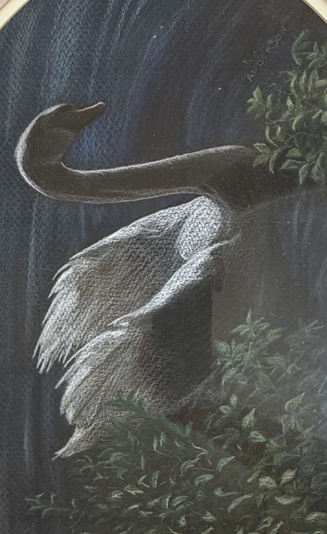 Swan, Drawing on paper